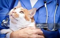 Veterinary Animal Care image